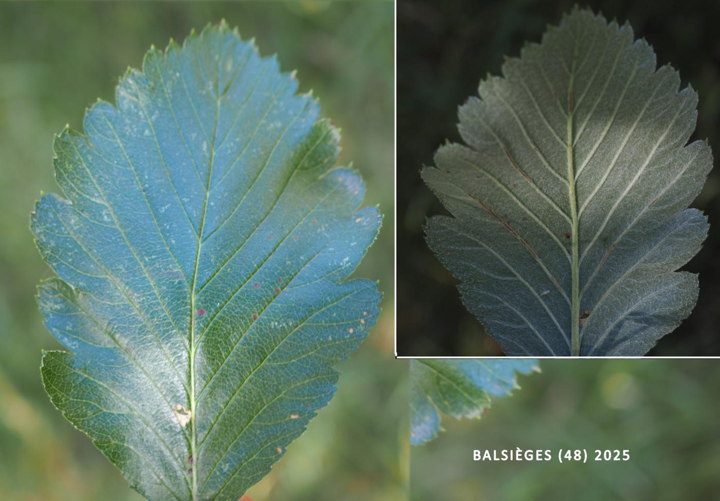 ? leaf